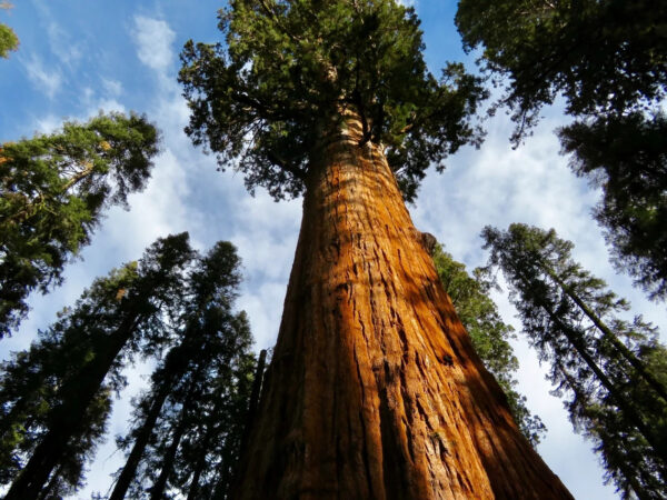 Sequoiadendron giganteum - Sequoia Gigantea, Giant Sequoia, Giant Redwood, Wellingtonia Gigantea - Image 2