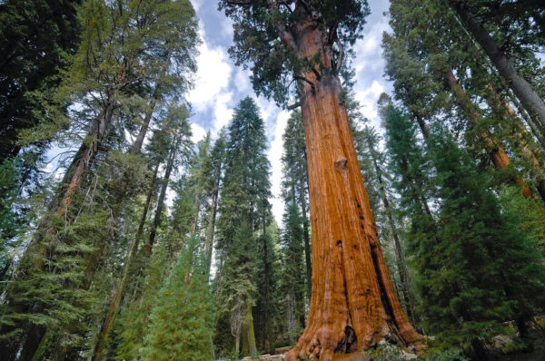 Sequoiadendron giganteum - Sequoia Gigantea, Giant Sequoia, Giant Redwood, Wellingtonia Gigantea - Image 3