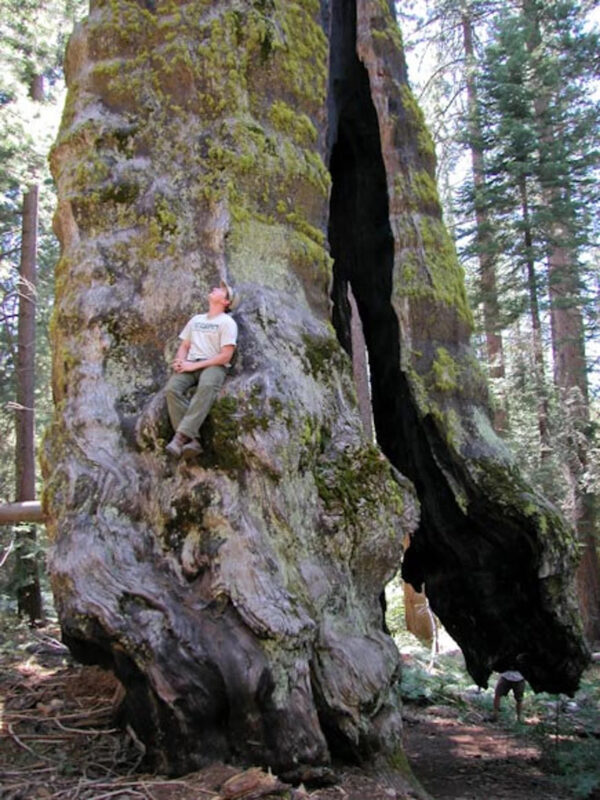 Sequoiadendron giganteum - Sequoia Gigantea, Giant Sequoia, Giant Redwood, Wellingtonia Gigantea - Image 6