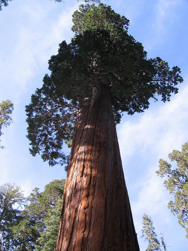 Sequoiadendron giganteum - Sequoia Gigantea, Giant Sequoia, Giant Redwood, Wellingtonia Gigantea - Image 7