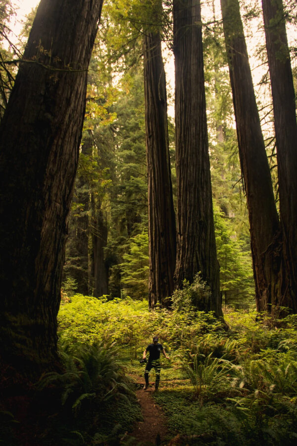 Sequoiadendron giganteum - Sequoia Gigantea, Giant Sequoia, Giant Redwood, Wellingtonia Gigantea - Image 9