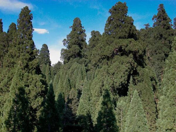 Sequoiadendron giganteum - Sequoia Gigantea, Giant Sequoia, Giant Redwood, Wellingtonia Gigantea - Image 10