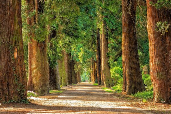 Sequoiadendron giganteum - Sequoia Gigantea, Giant Sequoia, Giant Redwood, Wellingtonia Gigantea - Image 12