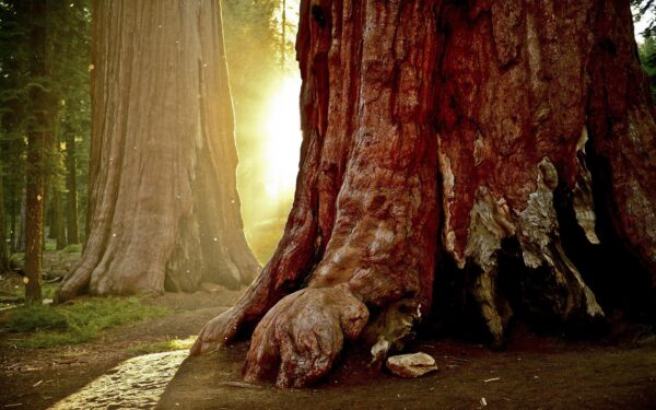 Sequoiadendron giganteum - Sequoia Gigantea, Giant Sequoia, Giant Redwood, Wellingtonia Gigantea - Image 13