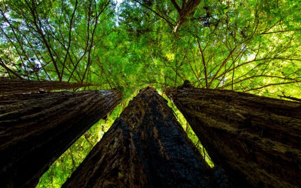 Sequoiadendron giganteum - Sequoia Gigantea, Giant Sequoia, Giant Redwood, Wellingtonia Gigantea - Image 14