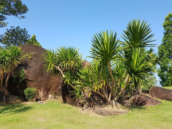 Dracaena cochinchinensis - Thai Dragon Tree