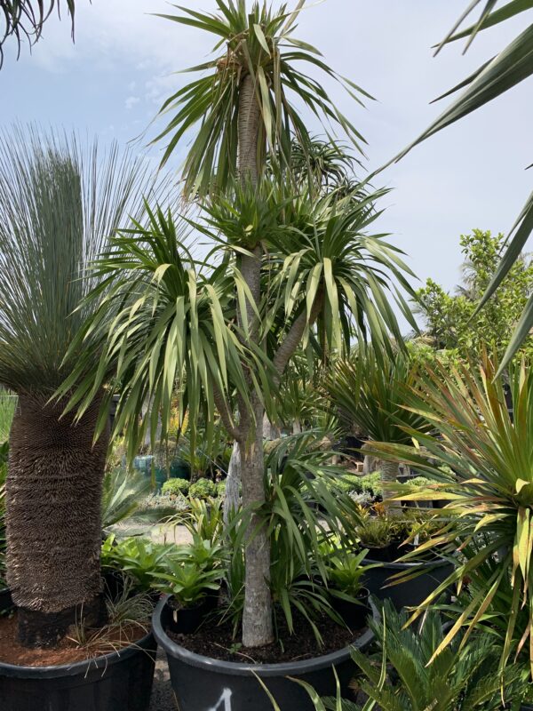 Dracaena cochinchinensis - Thai Dragon Tree - Image 4