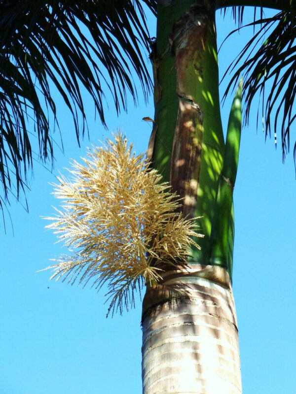 Roystonea regia - Cuban Royal Palm - Image 5