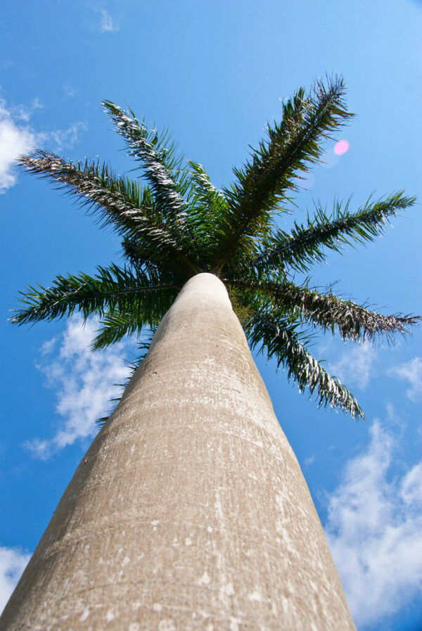 Roystonea regia - Cuban Royal Palm - Image 7