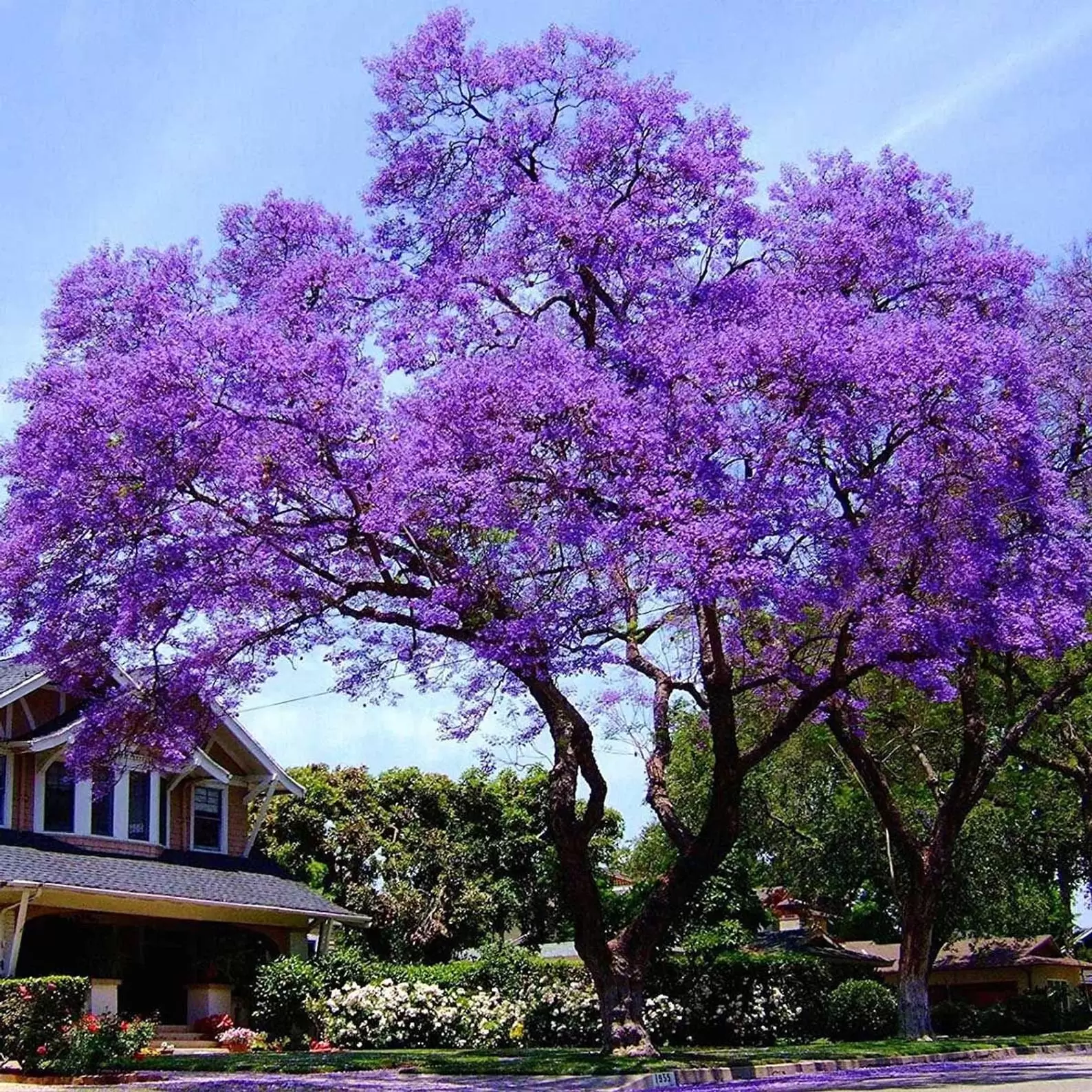 Paulownia elongata - Árbol Emperatriz Rosa - Quinta dos Ouriques