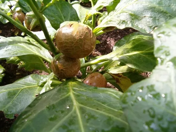 Solanum macrocarpon - African Eggplant - Image 2