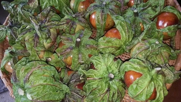 Solanum macrocarpon - African Eggplant - Image 6