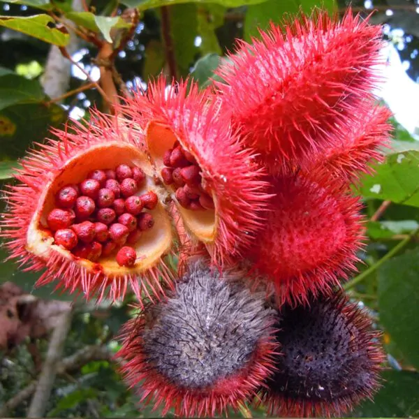 Bixa orellana - Achiote, Annatto