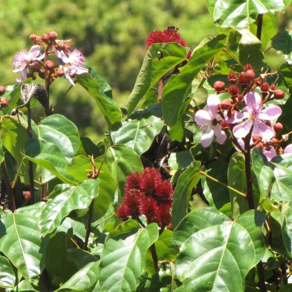 Bixa orellana - Achiote, Annatto - Image 3