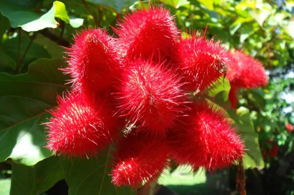 Bixa orellana - Achiote, Annatto - Image 6