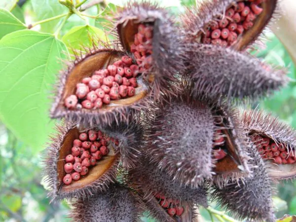 Bixa orellana - Achiote, Annatto - Image 11