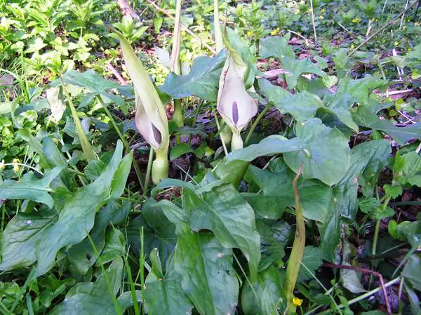 Arum maculatum - Lords and Ladies