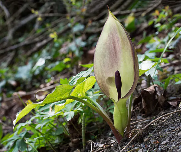 Arum maculatum - Lords and Ladies - Image 2