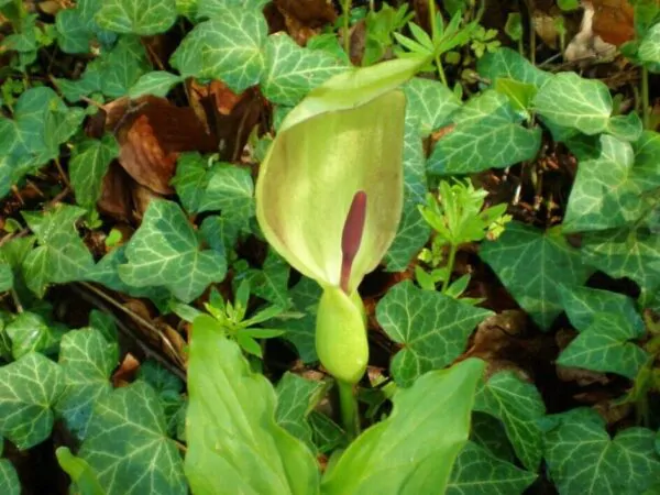 Arum maculatum - Lords and Ladies - Image 3