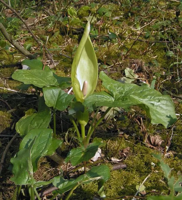 Arum maculatum - Lords and Ladies - Image 4