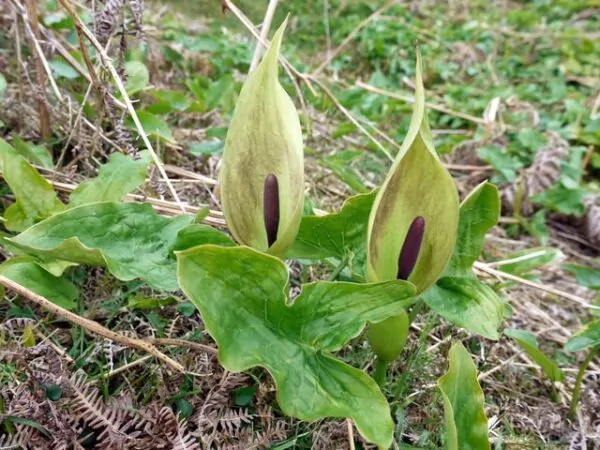 Arum maculatum - Lords and Ladies - Image 5