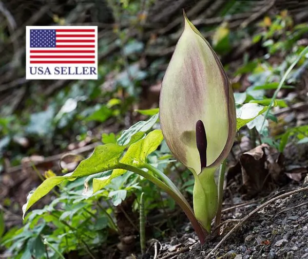 Arum maculatum - Lords and Ladies - Image 6