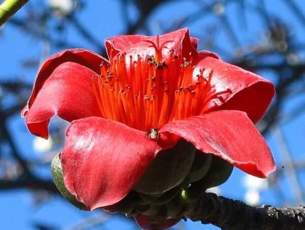 Bombax ceiba - Red Cotton Tree, Silk Cotton Tree, Simal, Kapok, Bombax malabaricum