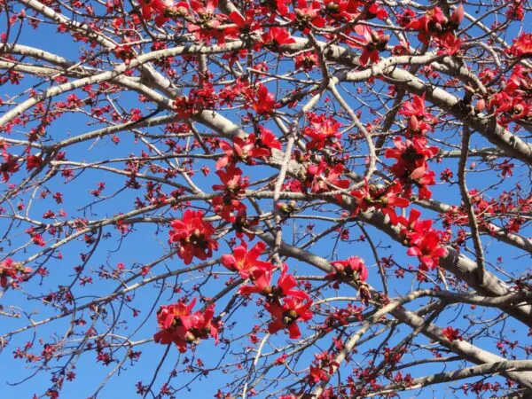 Bombax ceiba - Red Cotton Tree, Silk Cotton Tree, Simal, Kapok, Bombax malabaricum - Image 2