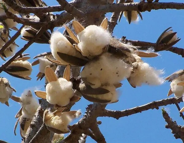 Bombax ceiba - Red Cotton Tree, Silk Cotton Tree, Simal, Kapok, Bombax malabaricum - Image 3