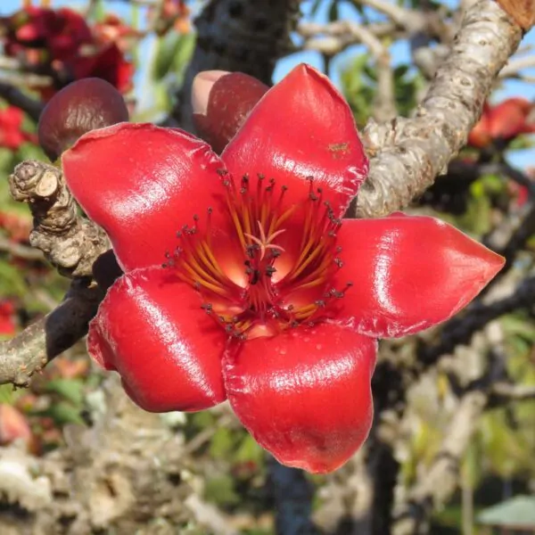 Bombax ceiba - Red Cotton Tree, Silk Cotton Tree, Simal, Kapok, Bombax malabaricum - Image 4