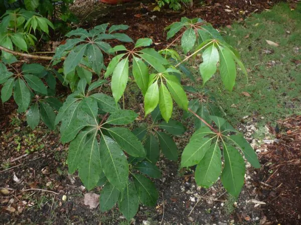 Bombax ceiba - Red Cotton Tree, Silk Cotton Tree, Simal, Kapok, Bombax malabaricum - Image 5