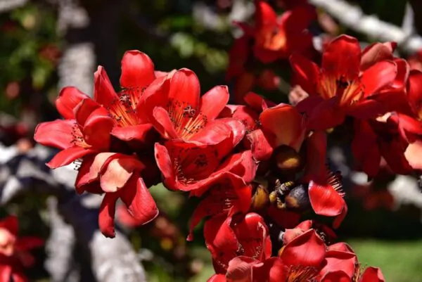 Bombax ceiba - Red Cotton Tree, Silk Cotton Tree, Simal, Kapok, Bombax malabaricum - Image 7