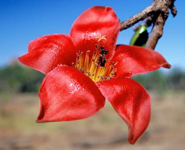 Bombax ceiba - Red Cotton Tree, Silk Cotton Tree, Simal, Kapok, Bombax malabaricum - Image 9