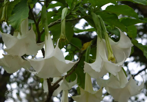 Brugmansia arborea - Trompe of Angels, Angel Trumpet, Petticoat of Venus - Image 2