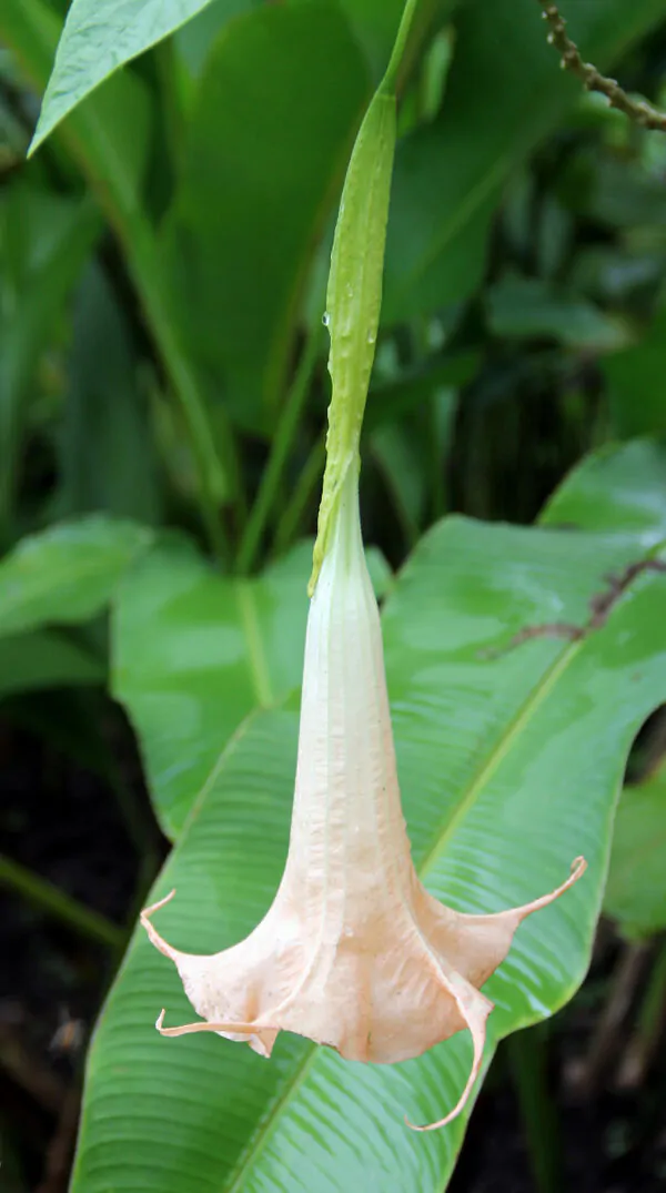 Brugmansia arborea - Trompe of Angels, Angel Trumpet, Petticoat of Venus - Image 3