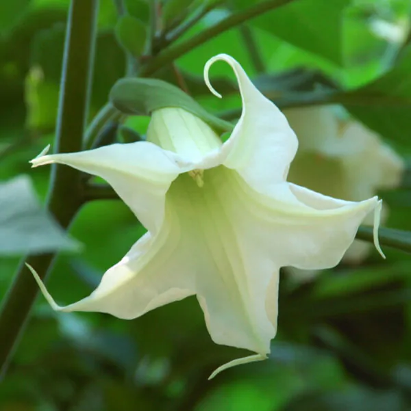 Brugmansia arborea - Trompe of Angels, Angel Trumpet, Petticoat of Venus