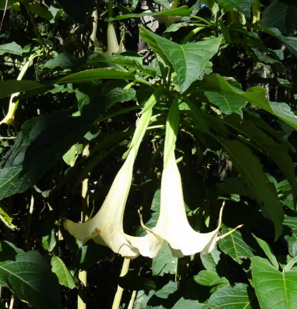 Brugmansia arborea - Trompe of Angels, Angel Trumpet, Petticoat of Venus - Image 4