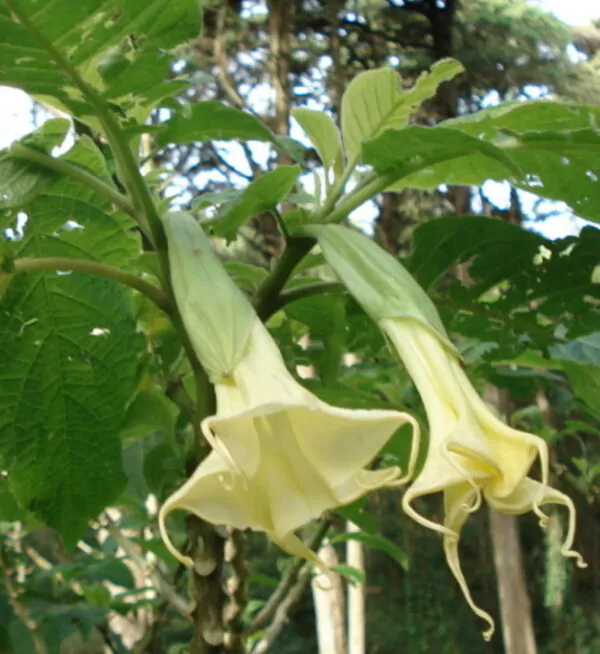 Brugmansia arborea - Trompe of Angels, Angel Trumpet, Petticoat of Venus - Image 5