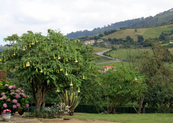 Brugmansia arborea - Trompe of Angels, Angel Trumpet, Petticoat of Venus - Image 6