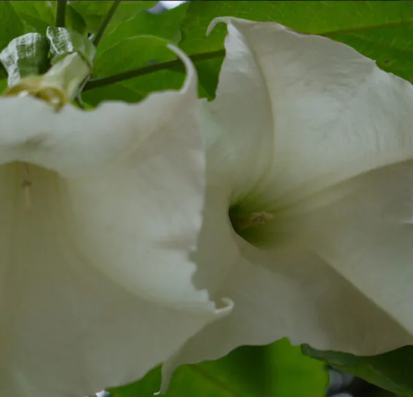 Brugmansia arborea - Trompe of Angels, Angel Trumpet, Petticoat of Venus - Image 7