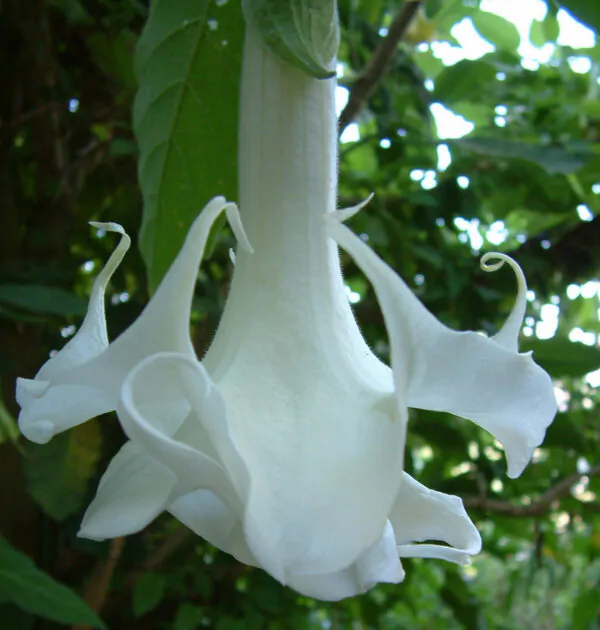 Brugmansia arborea - Trompe of Angels, Angel Trumpet, Petticoat of Venus - Image 8