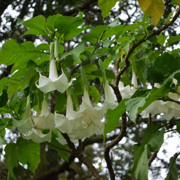 Brugmansia arborea - Trompe of Angels, Angel Trumpet, Petticoat of Venus - Image 9