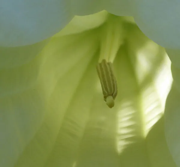 Brugmansia arborea - Trompe of Angels, Angel Trumpet, Petticoat of Venus - Image 10