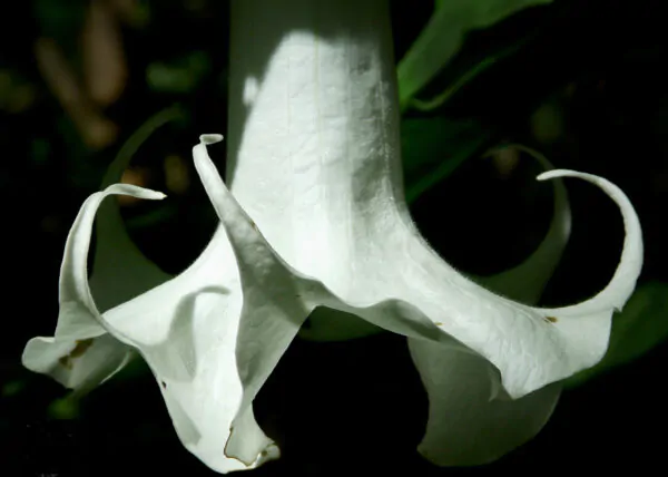 Brugmansia arborea - Trompe of Angels, Angel Trumpet, Petticoat of Venus - Image 11