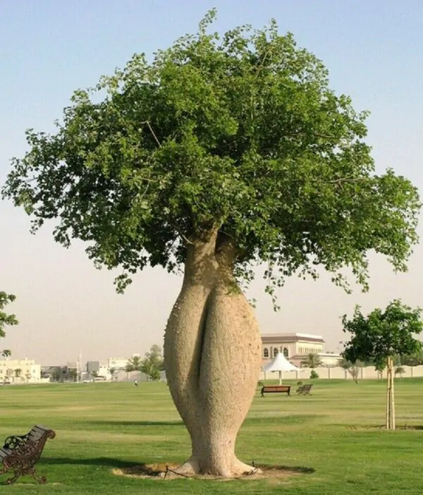 Ceiba speciosa - Bottle tree