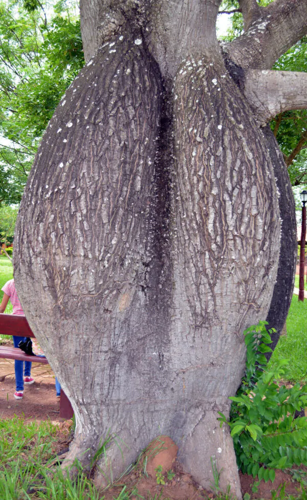 Ceiba speciosa - Bottle tree - Image 2