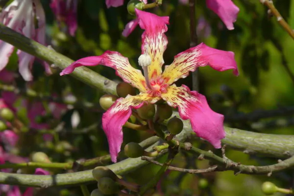 Ceiba speciosa - Bottle tree - Image 3