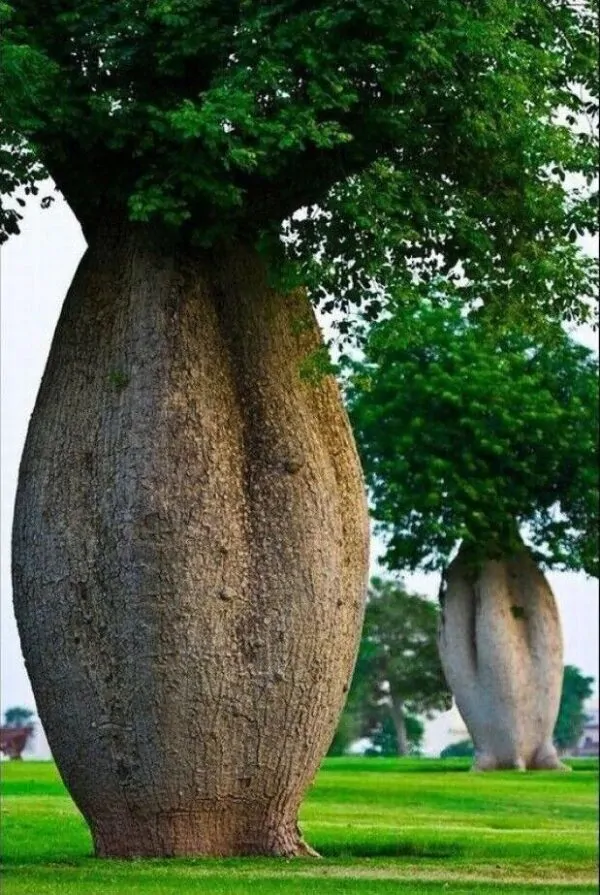 Ceiba speciosa - Bottle tree - Image 4