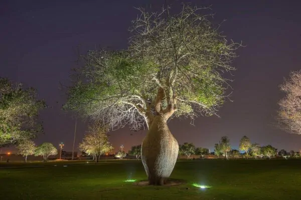 Ceiba speciosa - Bottle tree - Image 6