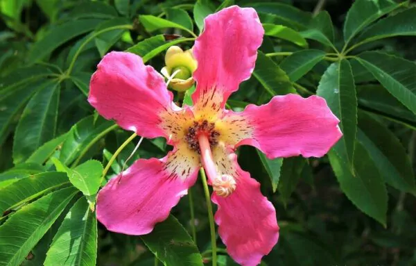 Ceiba speciosa - Bottle tree - Image 8